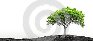 Large verdant tree with visible roots on textured backdrop, ideal for text placement