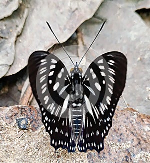A large and very beautiful black and white butterfly, in Rubia hamlet, Anjangg sub-district, West Kalimantan, Indonesia photo