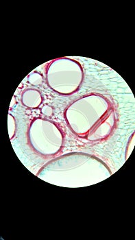 Large vessels on the pumpkin root cut, microscopic photography