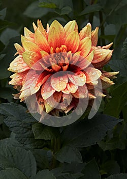 Large Vibrant Dahlia Flower In The Rain