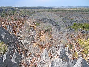 Large view on the top, Tsingy