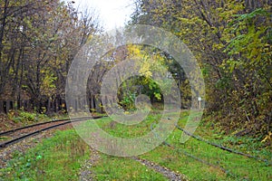 Large vigorous yellow, red, green trees, bushes, plants growing among concrete structures, places and structures.