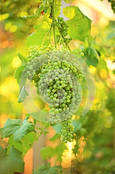 A large vine of green small grapes hangs in the summer garden