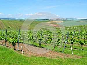 Large vineyard fields