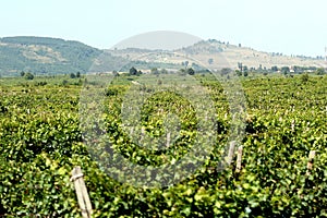 A large vineyard near Ploiesti