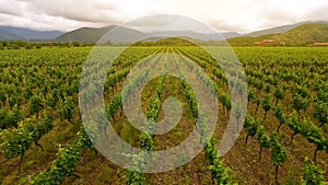 Large vineyard rows, winemaking in Georgia, agriculture and farming, aerial view