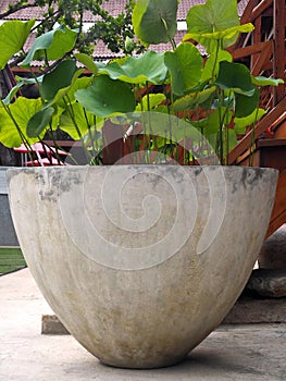 Large Vintage White Lotus Pot