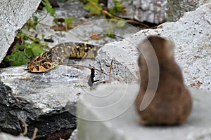 Large viper puff adder snake hunting cute animals.