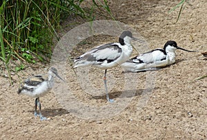 Pied Avocet photo