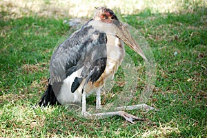 A Large wading Marabou Stork undertaker bird