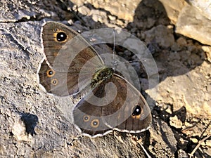 Large Wall Brown butterfly Lasiommata maera or Braunauge Weibchen