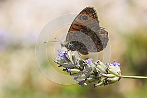 The large wall brown butterfly, Lasiommata maera, pollinating on