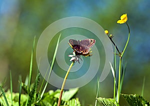 Large wall brown (Lasiommata maera)