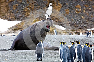 Large walrus and a group of emperor penguins in South Georgia