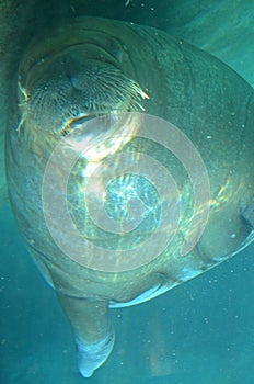 Large Walrus underwater