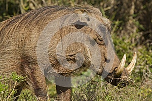 Large warthog with huge ivory tusks