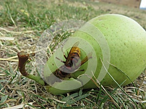 Calabrone in una pera