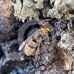 A large wasp near a tree drinks tree sap