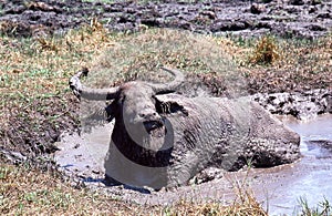 Large Water Buffalo with huge horns