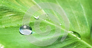 Large water drop with sparkle on green leaf natural background