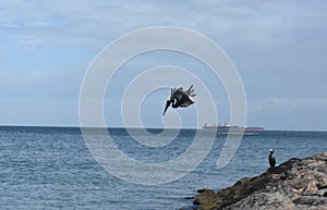 Large water fowl diving into the blue ocean