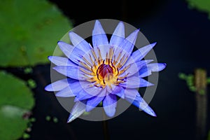 Large water lily blooming