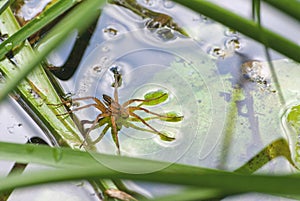 Large water spider Dolomedes plantarius, close-up in a natural environment. Raft spider great royal exemplar dwelling in rivers photo