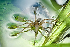 Large water spider Dolomedes plantarius, close-up in a natural environment. Raft spider