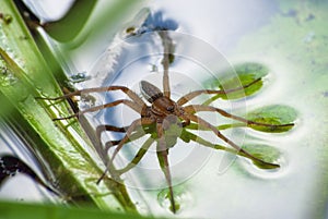 Large water spider Dolomedes plantarius, close-up in a natural environment. Raft spider photo