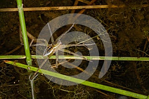 A large water spider in hunting position floats on a lake surface