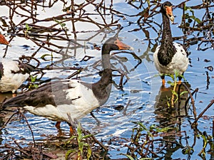 Magpie Goose in Queensland Australia