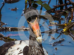 Magpie Goose in Queensland Australia