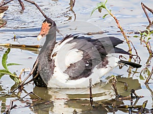 Magpie Goose in Queensland Australia