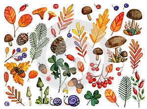 Large Watercolor set of autumn forest elements