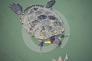 Large waterfowl turtle swims in a pond under green water