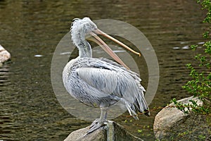 large waterfowl white pelican on a stone