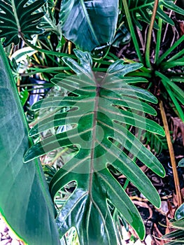 large waxy tropical leaf
