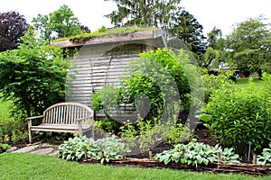 Large weathered shed and bench set in the middle of healthy green ground cover of garden