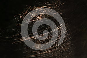 a large web is illuminated by the setting sun close-up