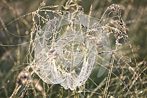 Large web with a spider on a blade of grass in the morning in the fog