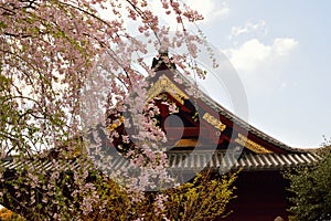 Large Weeping Cherry around Shrine in Japan