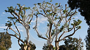 Large weird coral trees in Embarcadero Marina park near USS Midway and Convention Center, Seaport Village, San Diego, California