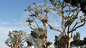 Large weird coral trees in Embarcadero Marina park near USS Midway and Convention Center, Seaport Village, San Diego, California