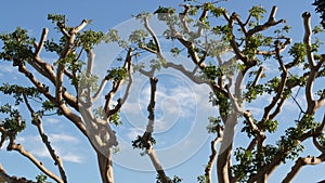 Large weird coral trees in Embarcadero Marina park near USS Midway and Convention Center, Seaport Village, San Diego, California