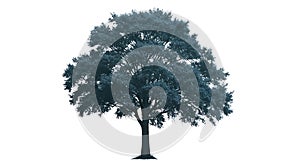 Large, well-structured tree with a broad, rounded canopy and dense foliage, photo