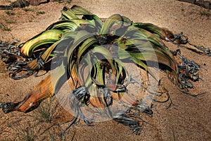 Large Welwitschia plant in Namibian desert