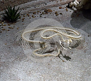 large western diamondback rattlesnakes Shelton