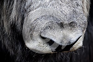 Large and wet nose of an ungulate.