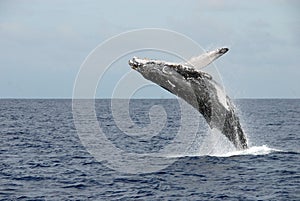 Large whale breaching the water in Hawaii