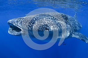 Large Whale Shark Feeding with Mouth Open